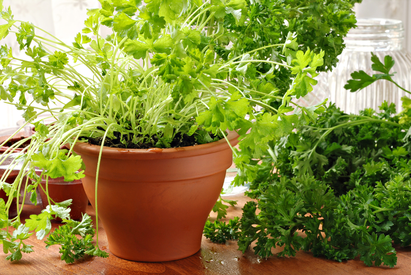 irrigation system Garden