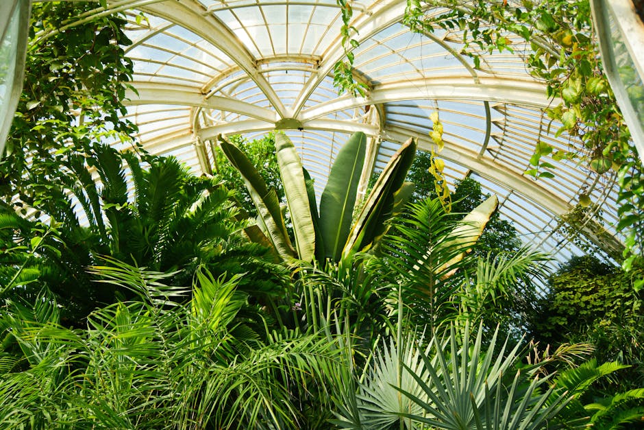 Inside a lush, tropical greenhouse, various large and vibrant green plants, including broad-leafed banana plants and tall, slender fern-like foliage, occupy the space. The plants display textured leaves with some showing smooth, shiny surfaces, and others with ribbed or feathery textures. The greenhouse features a curved, semi-transparent glass roof supported by white metal arches, allowing natural light to flood the environment and creating a bright, airy atmosphere. Smaller climbing plants trail Along the framework, adding to the dense, layered appearance of the interior. The soil beds are well-maintained, with some areas covered in leaf litter or moss. A few gardening tools, such as pruners or watering cans, may be visible nearby, indicating ongoing plant care. Overall, the scene showcases a vibrant, carefully cultivated collection of tropical plants typical of Kew-inspired garden designs, highlighting the importance of proper garden maintenance and landscaping work. This image is featured on the page for Kew inspired planting ideas from Richmond gardeners at gardenersrichmonduponthames.org.uk, demonstrating professional indoor plant care by [COMPANY_NAME].
