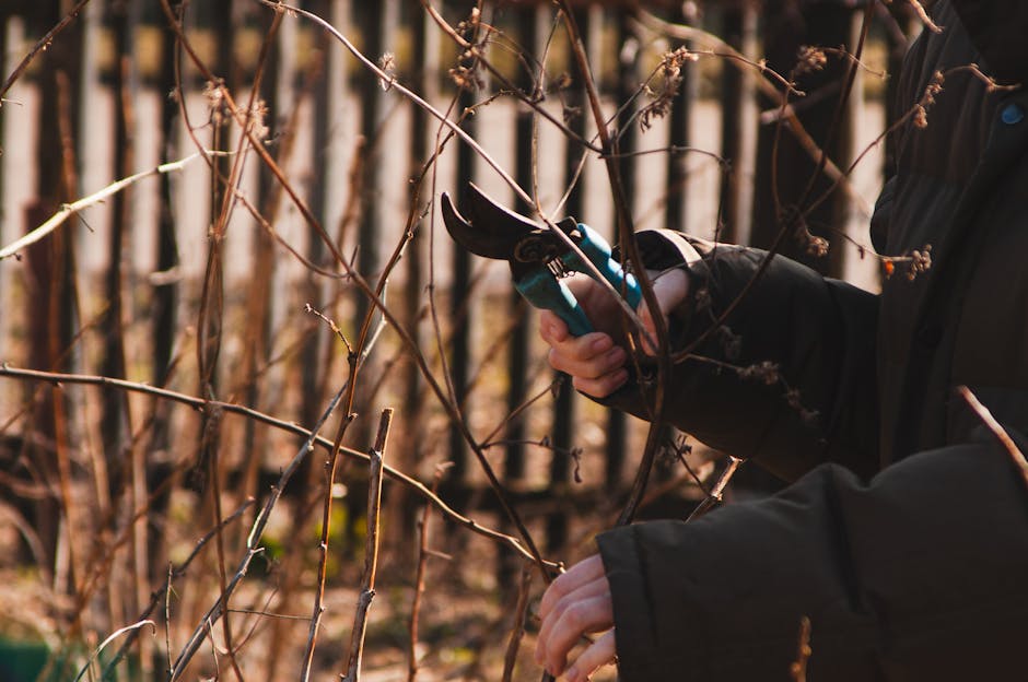 A person wearing dark clothing and blue gardening gloves is pruning bare, woody branches with a pair of black and orange handheld hedge shears. The background features a dense hedge with numerous thin, leafless stems and twigs, indicating winter or early spring. The ground is not visible, but the scene suggests careful garden maintenance and hedge trimming work. The lighting appears natural, highlighting the textures of the branches and the freshly cut ends, contributing to the overall impression of autumn or winter garden care activities. This image exemplifies professional outdoor hedge trimming as part of lawn care and landscaping work, aligning with themes discussed in the Richmond Park garden maintenance guide for local gardeners and demonstrating the outdoor services offered by [COMPANY_NAME].