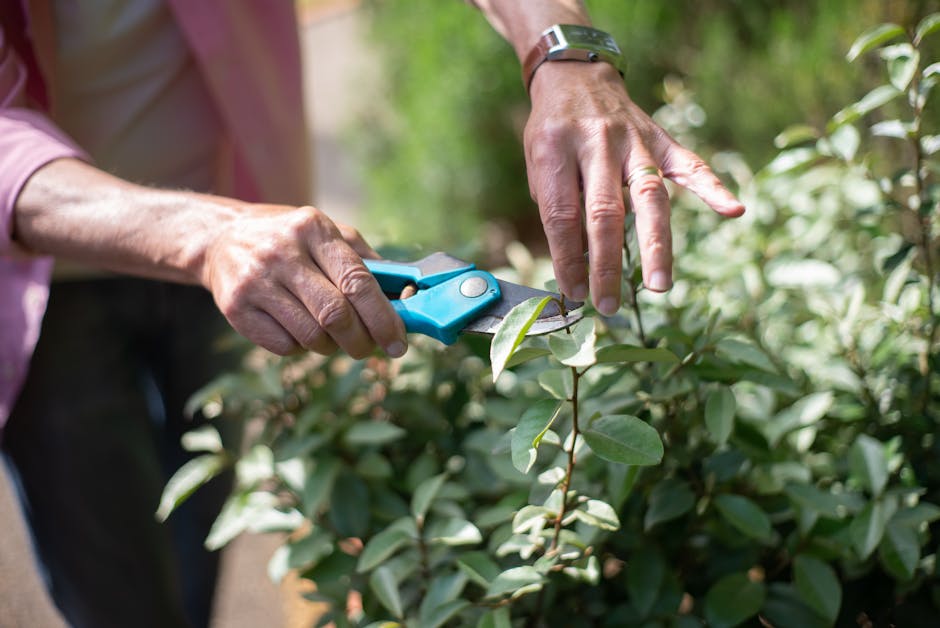 A person wearing dark clothing and blue gardening gloves is pruning bare, woody branches with a pair of black and orange handheld hedge shears. The background features a dense hedge with numerous thin, leafless stems and twigs, indicating winter or early spring. The ground is not visible, but the scene suggests careful garden maintenance and hedge trimming work. The lighting appears natural, highlighting the textures of the branches and the freshly cut ends, contributing to the overall impression of autumn or winter garden care activities. This image exemplifies professional outdoor hedge trimming as part of lawn care and landscaping work, aligning with themes discussed in the Richmond Park garden maintenance guide for local gardeners and demonstrating the outdoor services offered by [COMPANY_NAME].