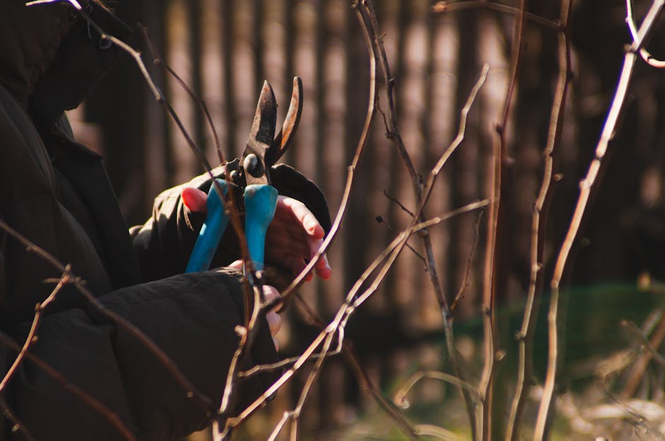 A close-up view of a gardener’s hands using pruning shears to trim thin, bare branches of a shrub or small tree in a garden setting. The gardener is wearing black gloves and a dark jacket. The background features a wooden fence and a garden with a variety of leafless branches, indicating the season is late autumn or winter. The soil beneath the shrub appears slightly moist, and some fallen leaves are visible on the ground. This scene illustrates routine hedge trimming or pruning work as part of garden maintenance, with sunlight filtering through the branches, highlighting the textures of the bark and the metal pruning tools. The image emphasizes the careful and precise nature of gardening tasks carried out by [COMPANY_NAME], supporting the garden care checklist for Teddington riverside gardens.