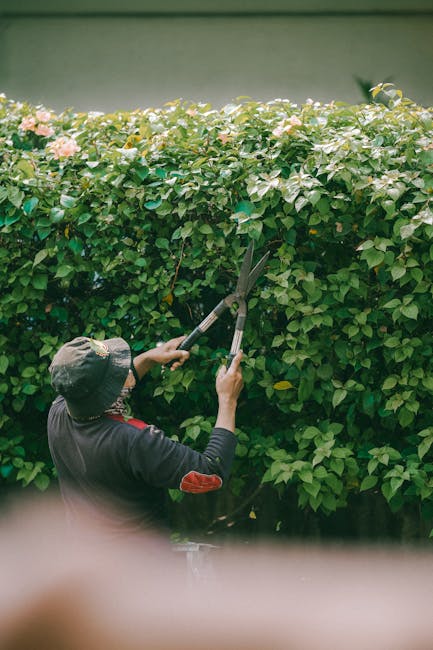 A close-up view of a gardener’s hands using pruning shears to trim thin, bare branches of a shrub or small tree in a garden setting. The gardener is wearing black gloves and a dark jacket. The background features a wooden fence and a garden with a variety of leafless branches, indicating the season is late autumn or winter. The soil beneath the shrub appears slightly moist, and some fallen leaves are visible on the ground. This scene illustrates routine hedge trimming or pruning work as part of garden maintenance, with sunlight filtering through the branches, highlighting the textures of the bark and the metal pruning tools. The image emphasizes the careful and precise nature of gardening tasks carried out by [COMPANY_NAME], supporting the garden care checklist for Teddington riverside gardens.